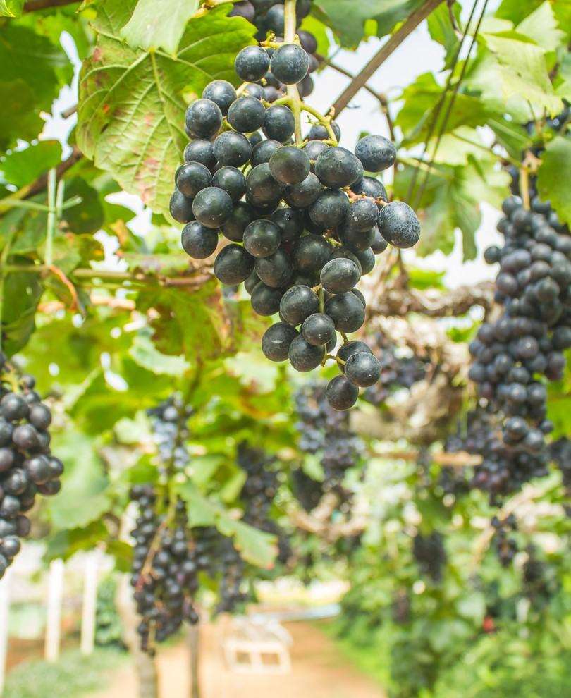  Buffalo Grape