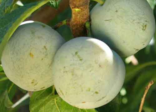  Bavay Gage European Plum