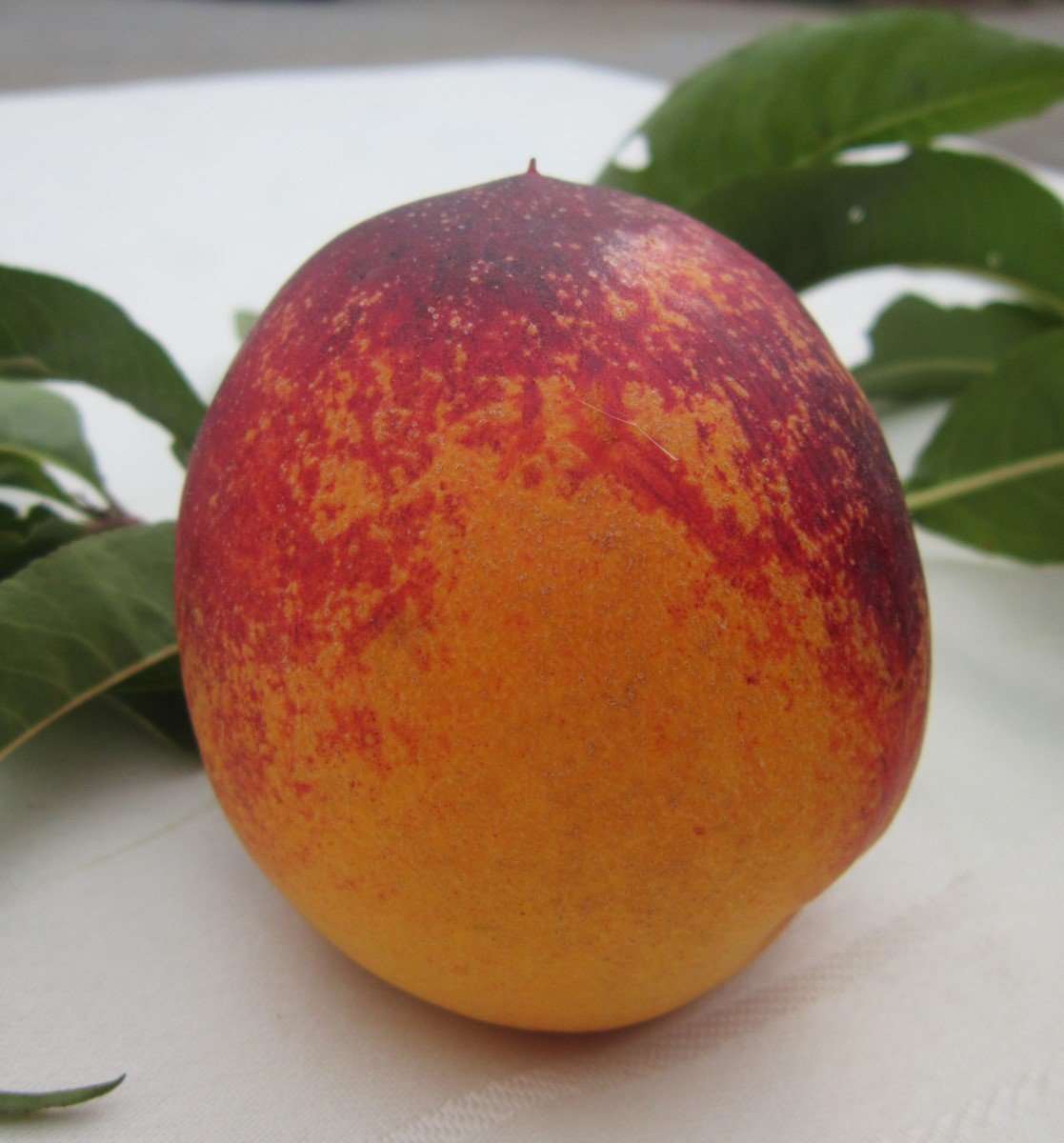  Speckled Egg Nectarine