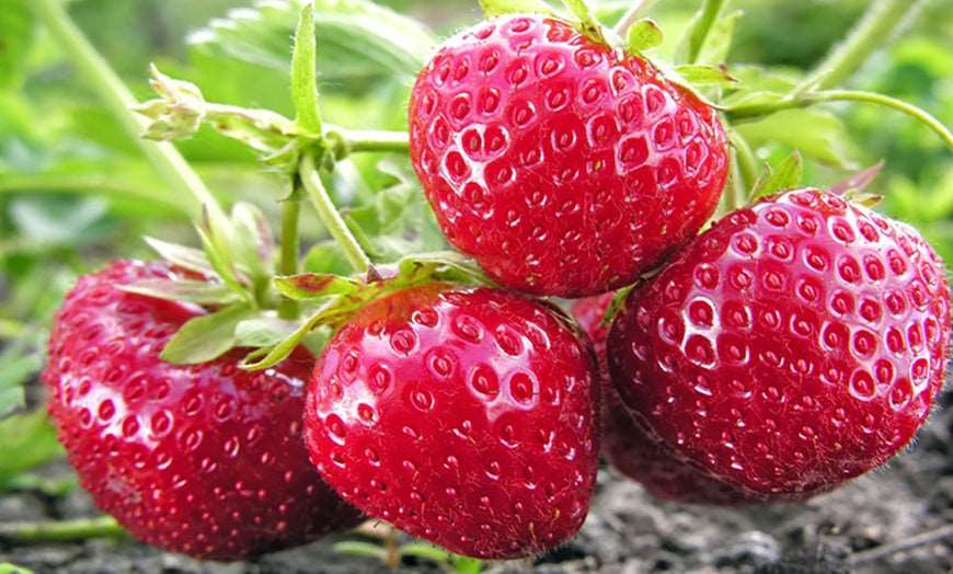  Quinault Strawberry