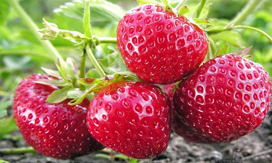  Quinault Strawberry