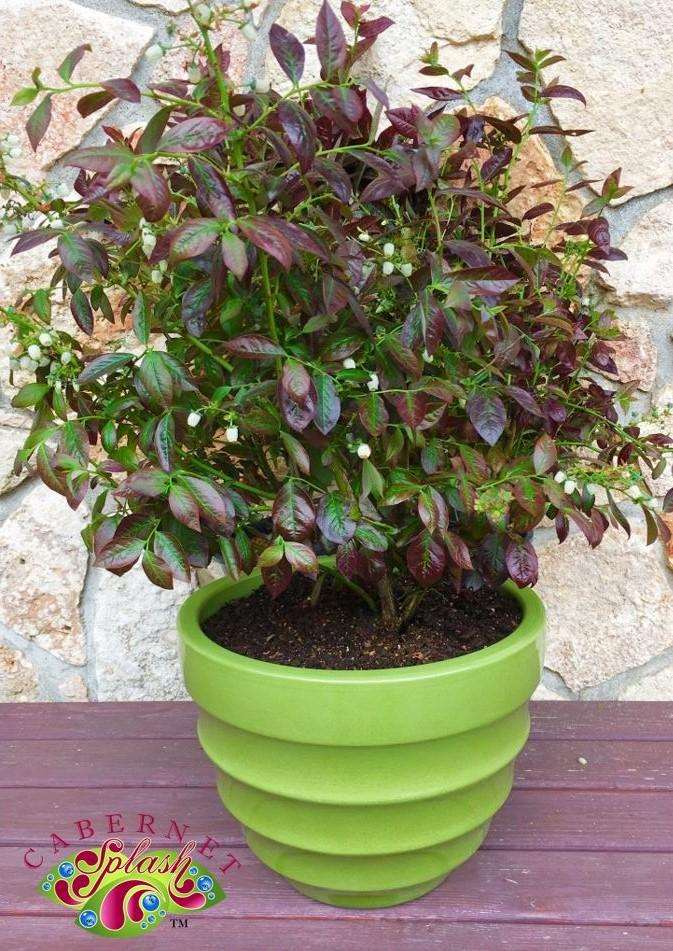  Cabernet Splash ™ Blueberry