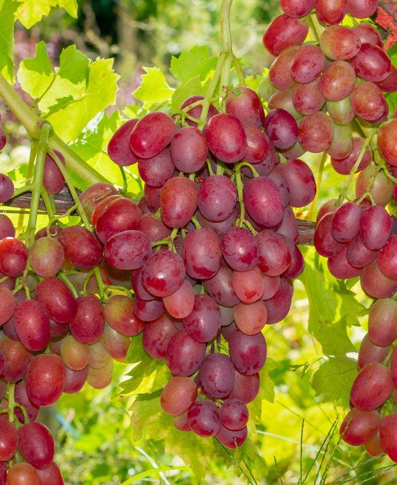  Canadice Seedless Grape