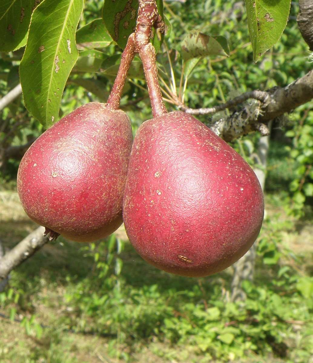 Cascade European Pear