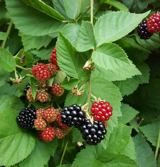  Celestial Thornless Blackberry