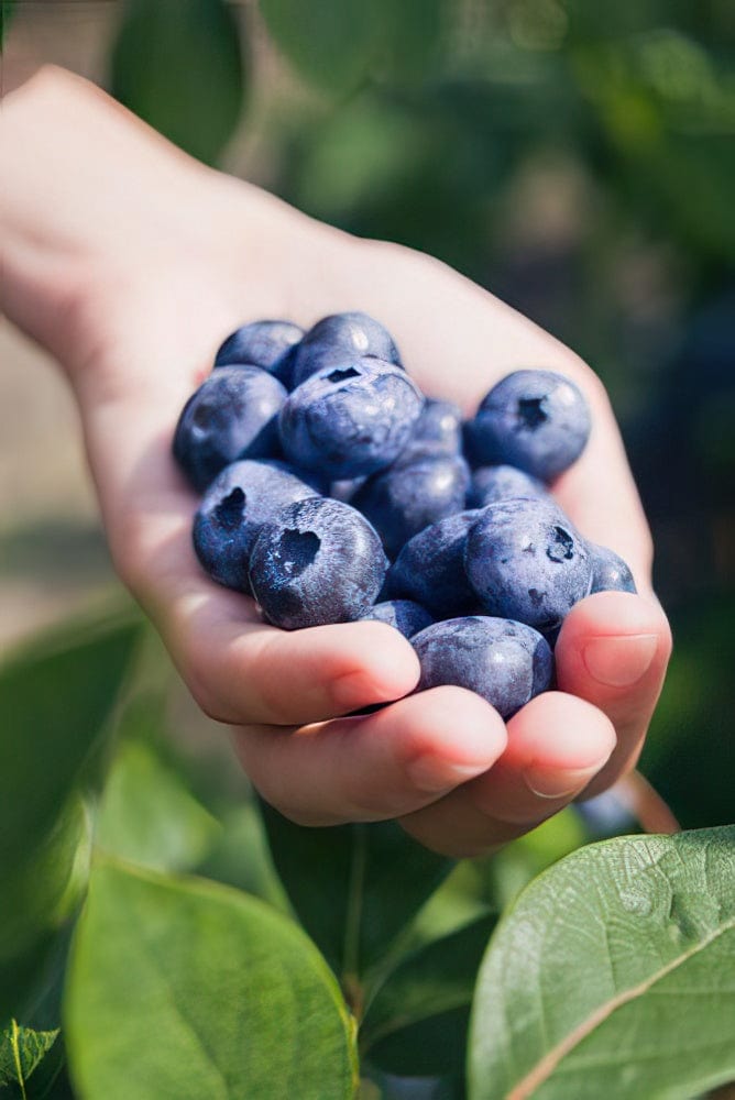  Chandler Blueberry