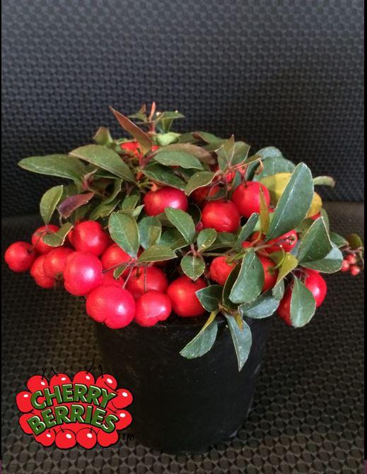  Cherry Berries ™ Wintergreen