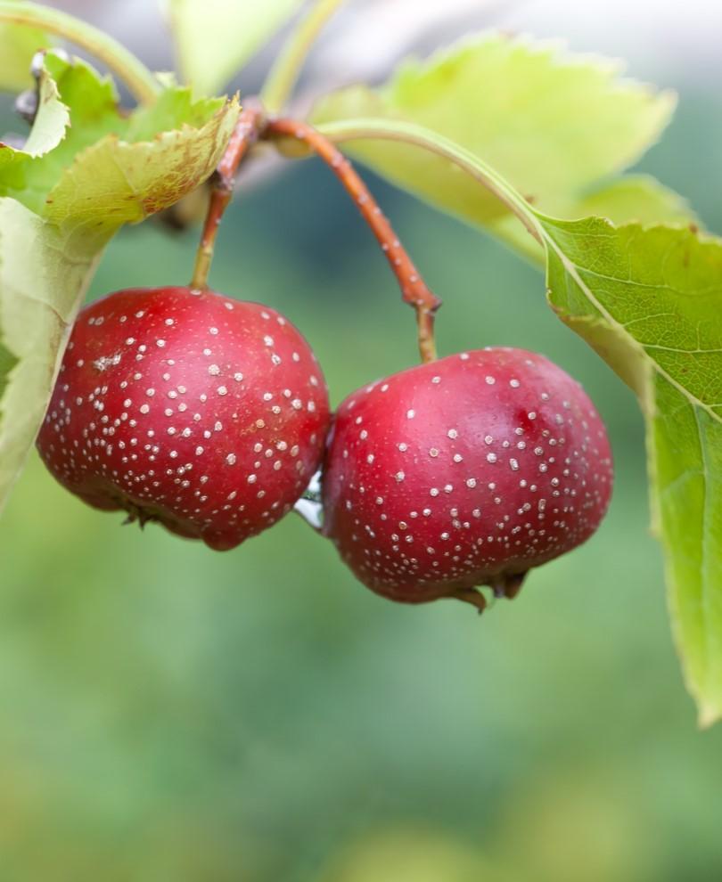  Red Sun Chinese Hawthorn