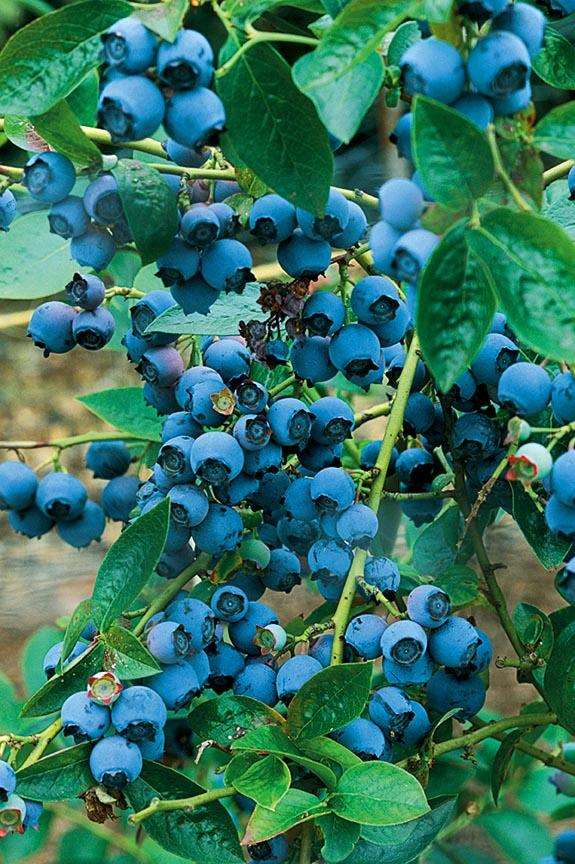 Alpha Chippewa Blueberry