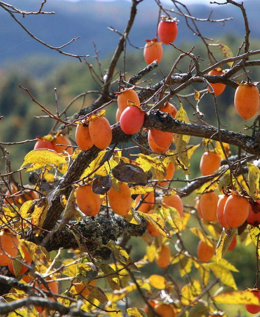  Chocolate Persimmon