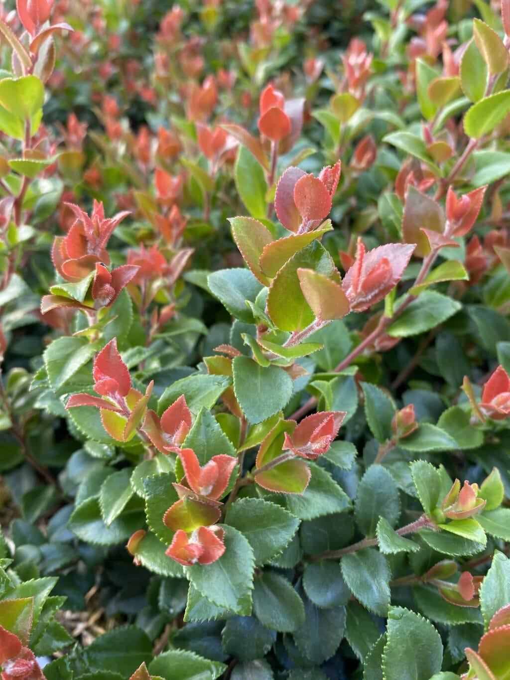  Cascade Jewel Huckleberry