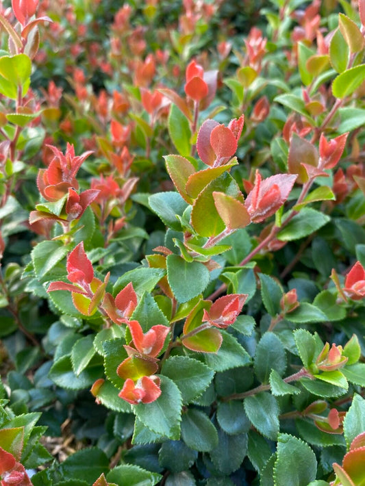  Cascade Jewel Huckleberry