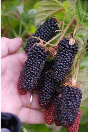  Columbia Giant Thornless Blackberry