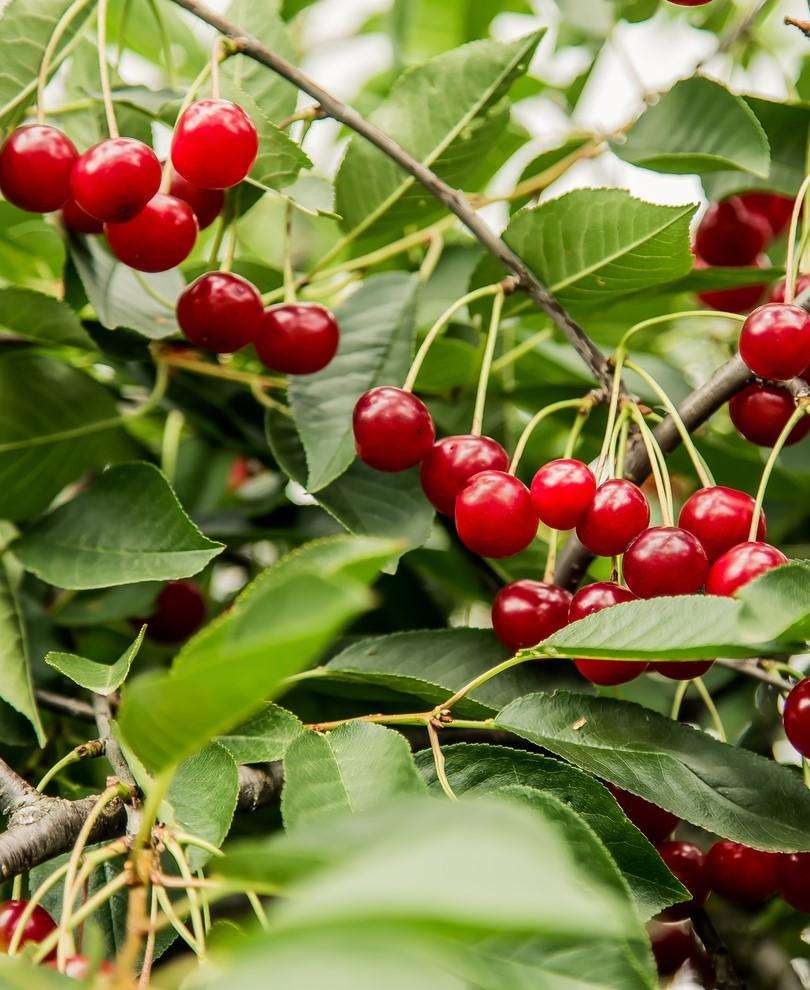  Combination Dwarf Cherry Tree (5 Varieties)
