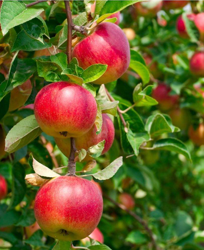  Combo Heritage Apple (4 Varieties)