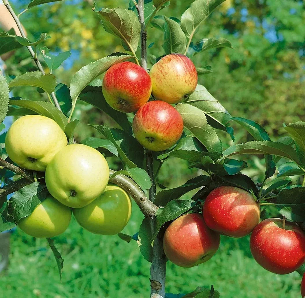  Combination Disease-Resistant Apple (3 Varieites)