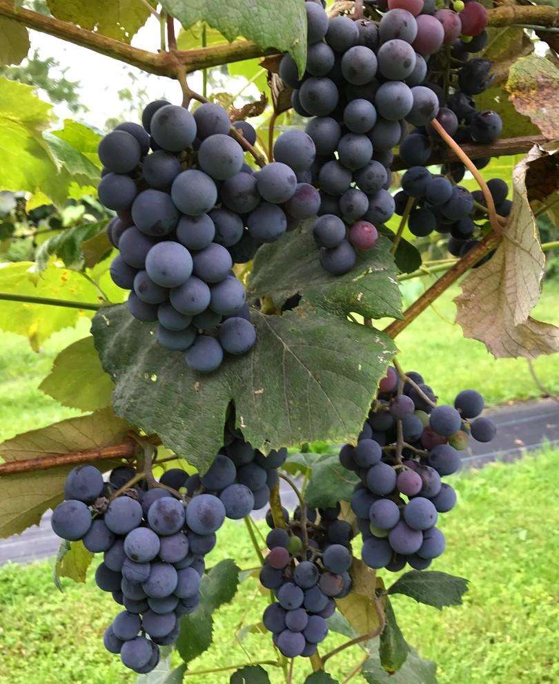  Concord Grape