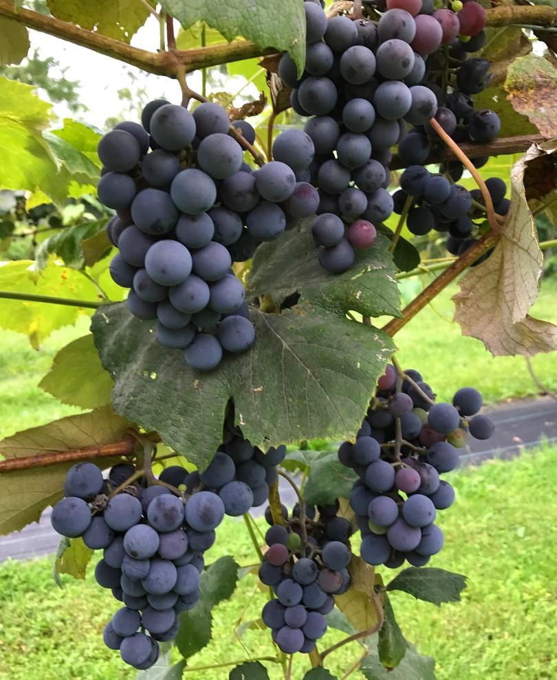  Concord Seedless Grape