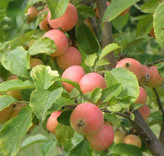 WSU Puget Spice Crabapple