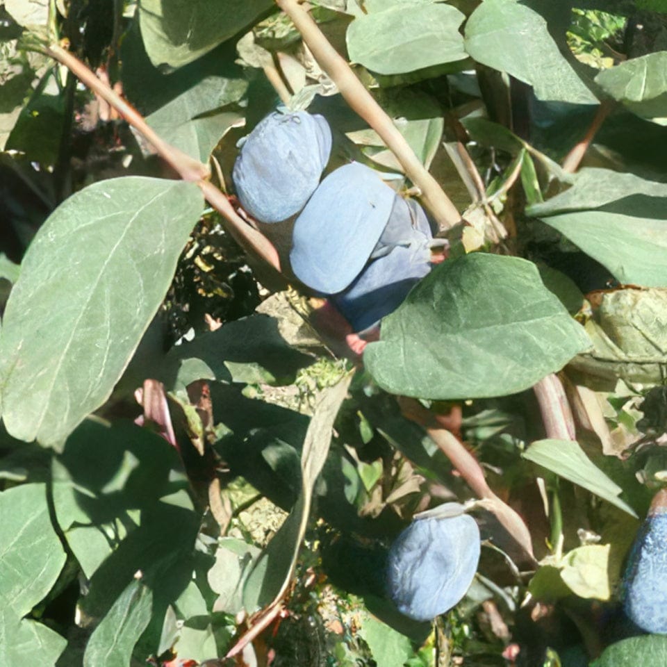  Blue Belle Honeyberry