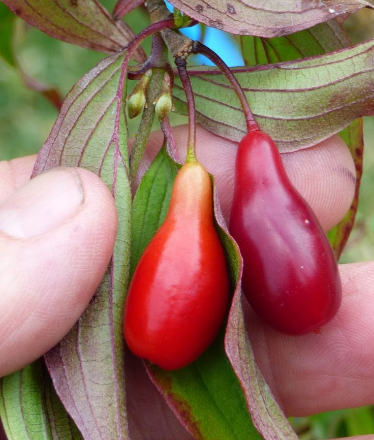  Elegant™ Cornus Mas