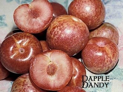  Combo Pluot Tree (4 Varieties)