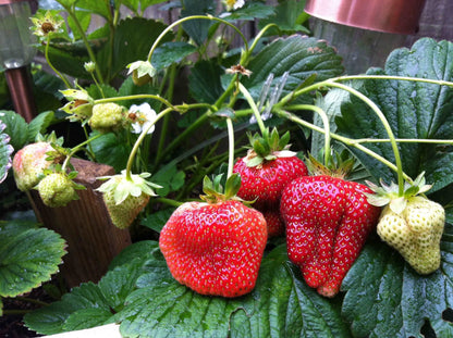 Quinault Strawberry