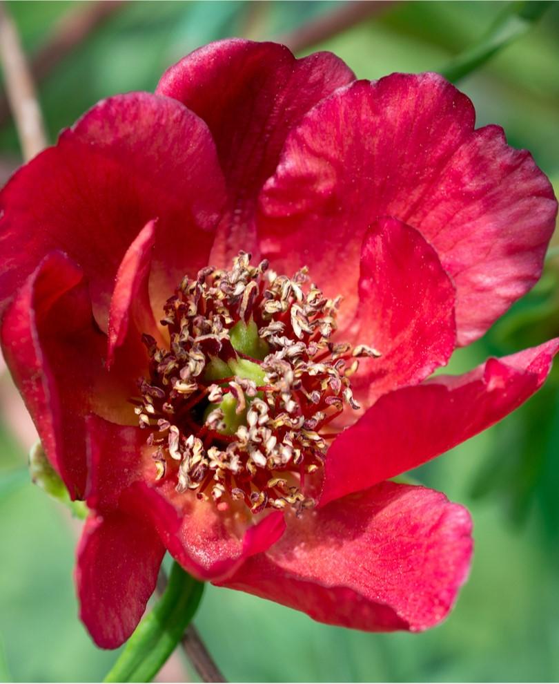  Paeonia Delavayi