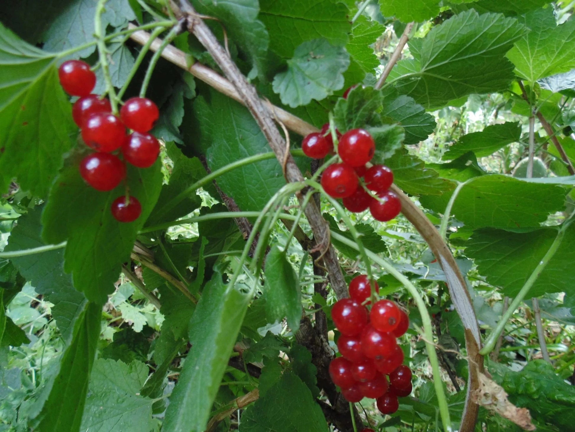  Honeywood Red Currant