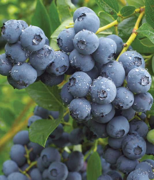  Duke Blueberry