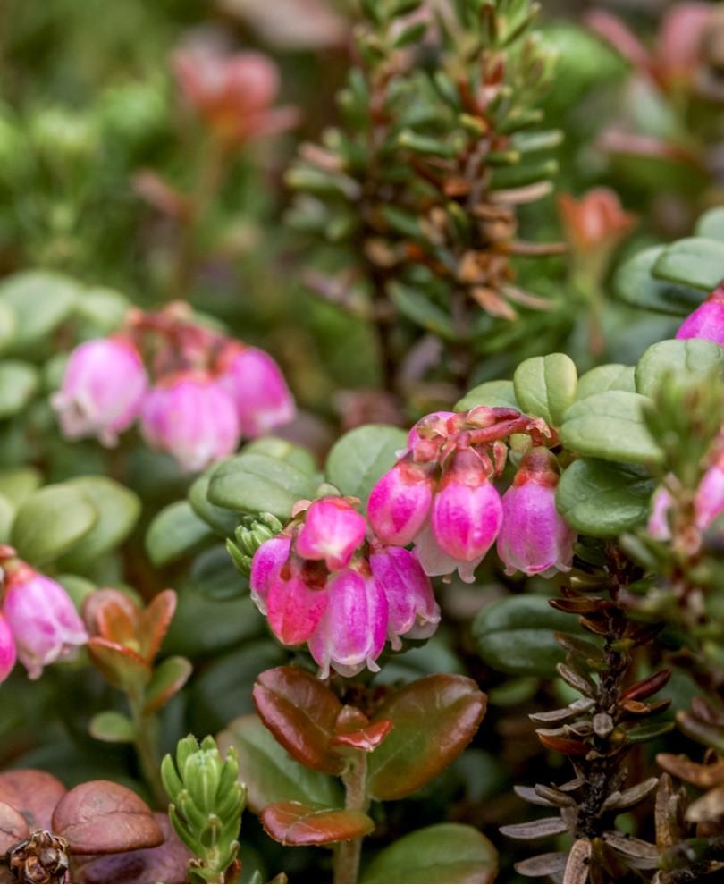  Dwarf Lingonberry