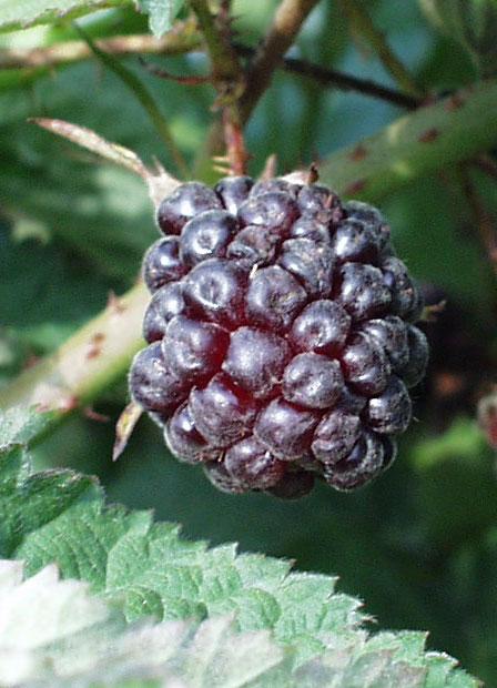  Boysenberry