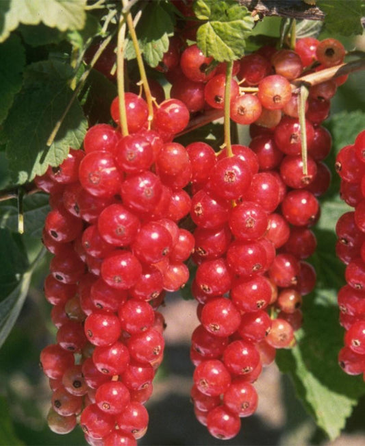  Jonkheer Van Tets Currant