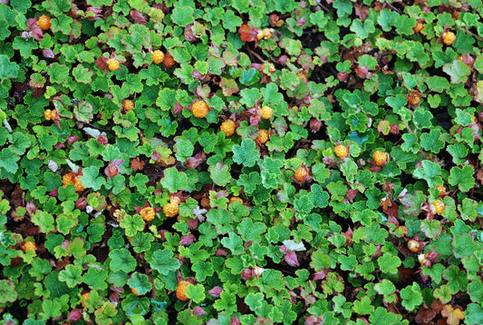  Emerald Carpet Raspberry