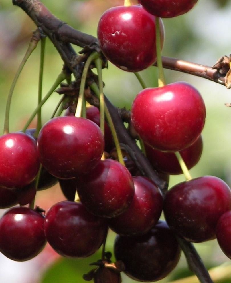  English Morello Cherry
