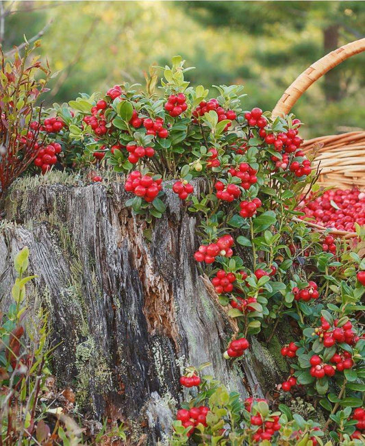  Erntesegen Lingonberry
