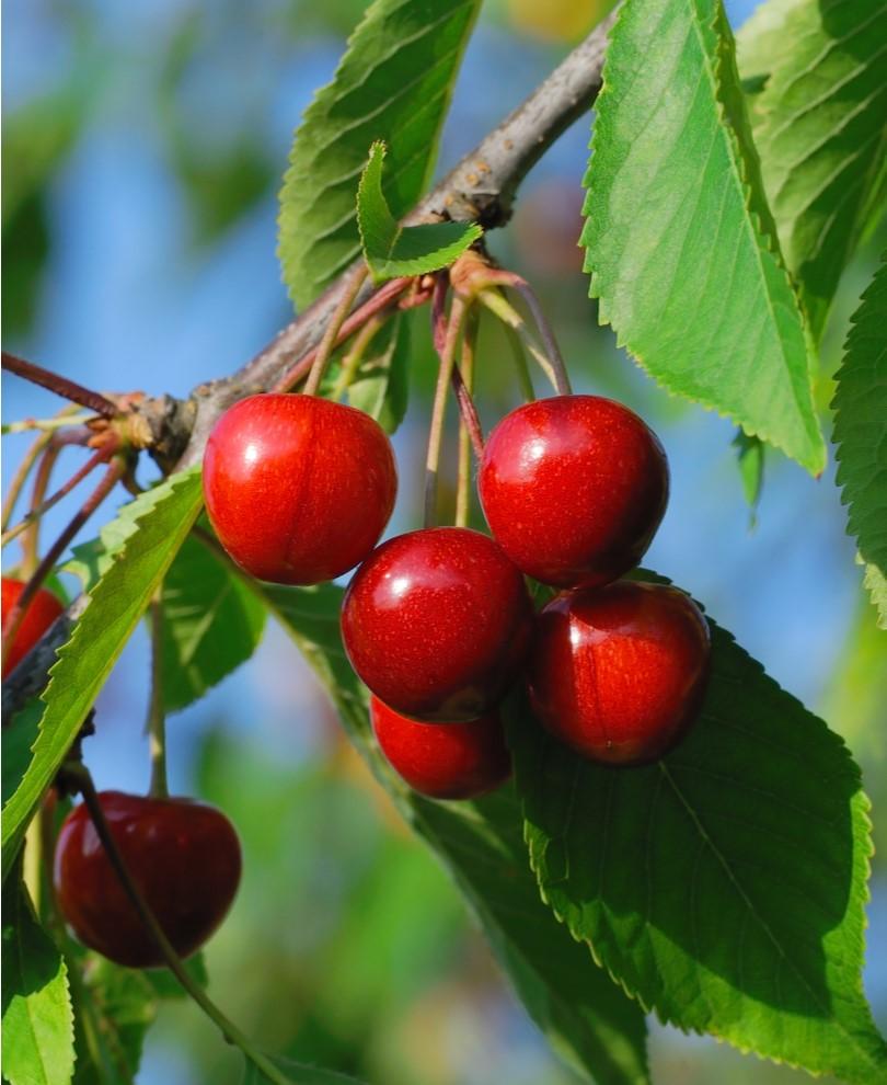  Evans Cherry