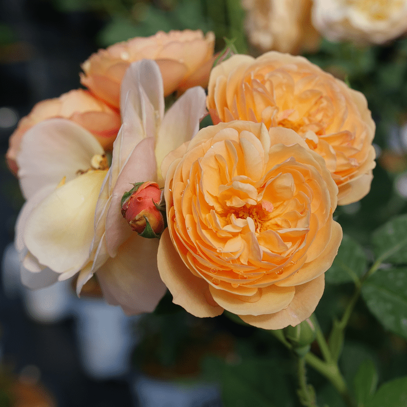  FLAVORETTE™ Honey-Apricot Rose