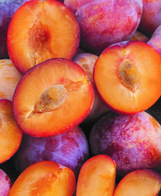  Flavor Punch Pluerry