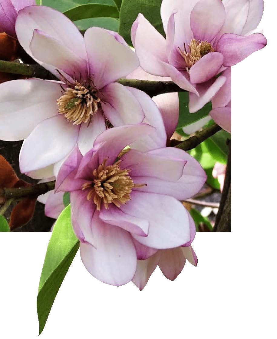  Michelia Doltsopa "Fairy Blush"