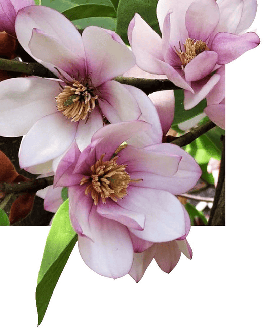  Michelia Doltsopa "Fairy Blush"
