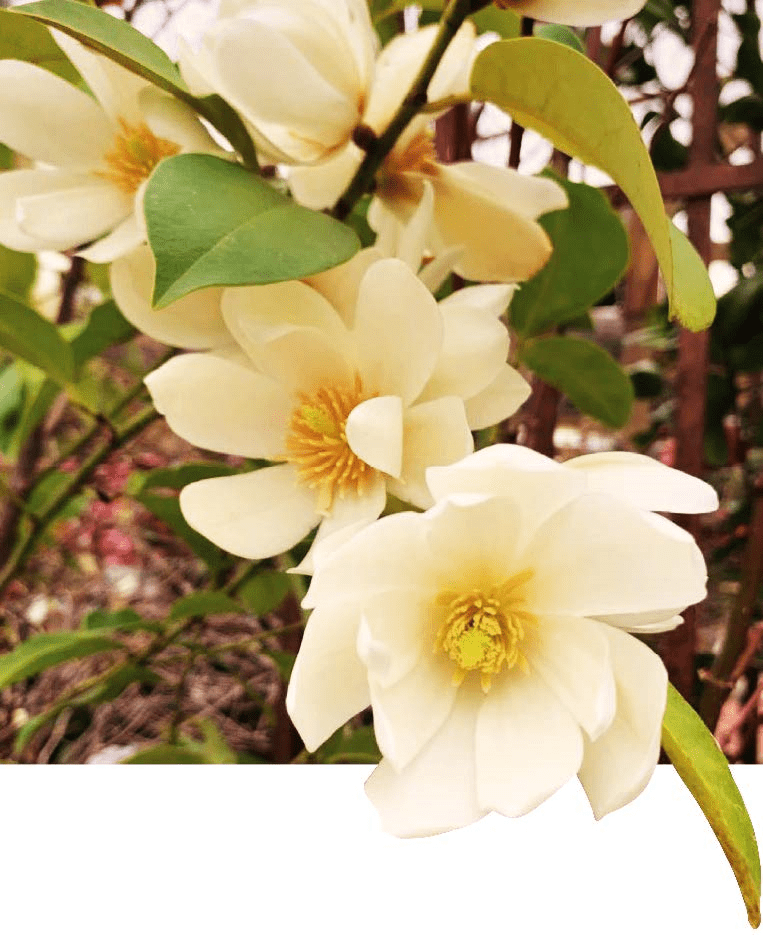  Michelia Doltsopa "Fairy Cream"