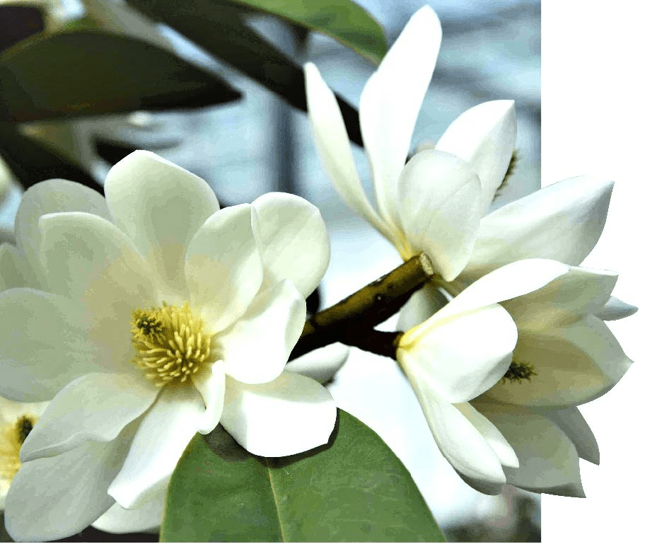  Michelia Doltsopa "Fairy White"