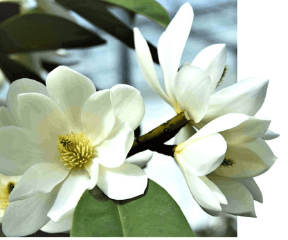  Michelia Doltsopa "Fairy White"