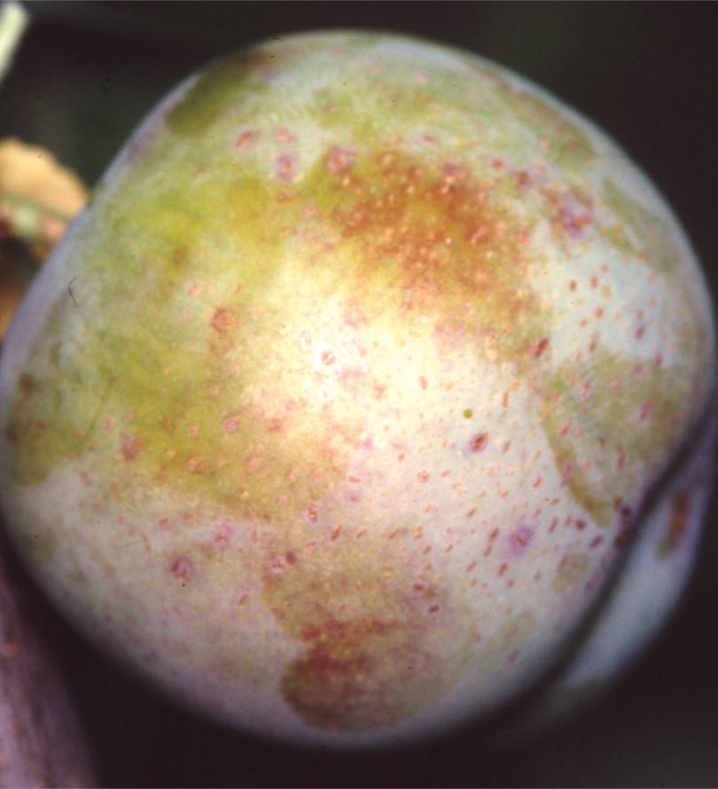  Golden Transparent European Plum