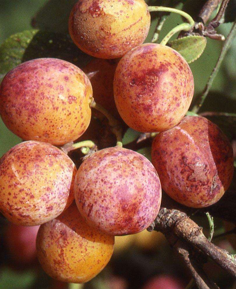  Combo Mirabelle Plum (3 Varieties)