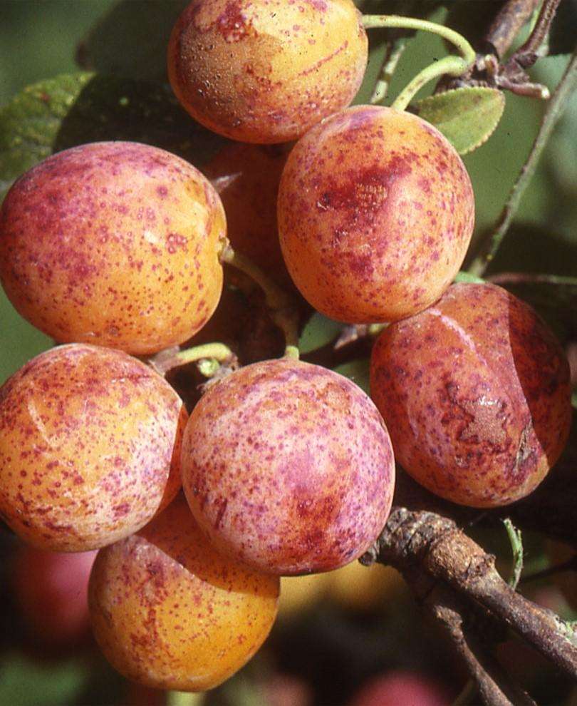 Geneva Mirabelle™ European Plum