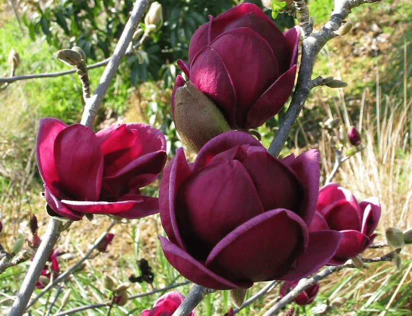  Genie Magnolia