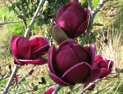  Genie Magnolia
