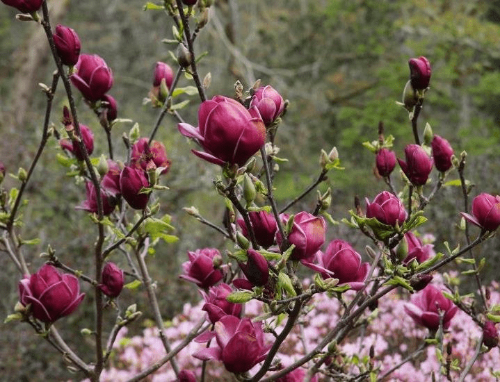  Genie Magnolia